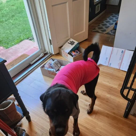 Dog Solis UV Coverup - Picture 11 of 11